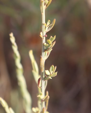 الأوراق والساق، شهر حزيران. هذه الصورة مرخصة تحت المشاع الاٍبداعي نسب المصنف - غير تجاري 4.0
