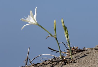 ويكيداتا. مرخص بموجب رخصة المشاع الإبداعي نسبة المصنف إِلى مؤلفه - المشاركة بالمثل 3.0 العامة.