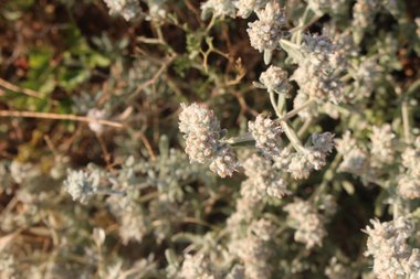 Flowers, May. This photo is available under the Creative Commons CC-BY-NC 4.0.