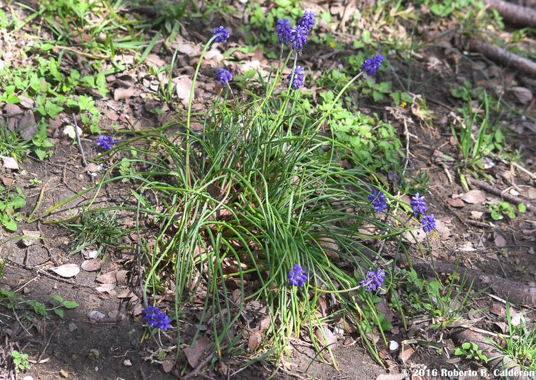 نسب المصنف - غير تجاري 4.0 دولي (CC BY-NC 4.0)- i naturalist.