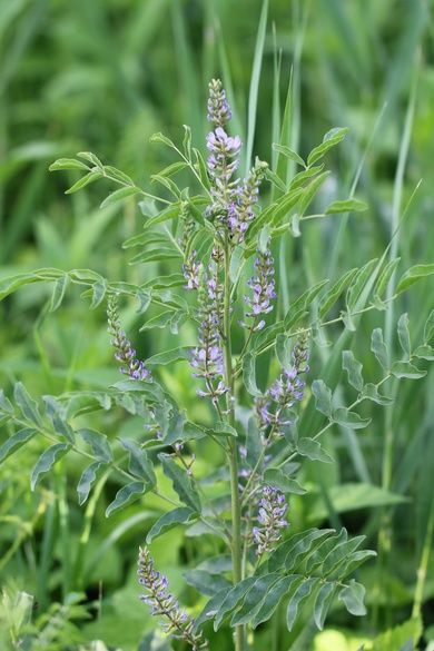 Via inaturalist. Licensed under Attribution-NonCommercial 4.0.International.