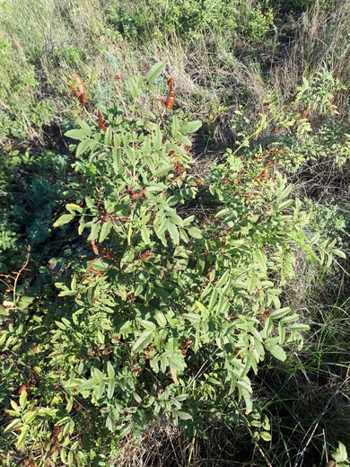 Via inaturalist. Licensed under Attribution-NonCommercial 4.0.International.