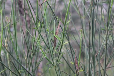 صورة عامة، شهر تموز. هذه الصورة مرخصة تحت المشاع الاٍبداعي نسب المصنف - غير تجاري 4.0