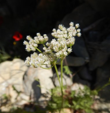 الأزهار والأوراق، شهر نيسان. هذه الصورة مرخصة تحت المشاع الاٍبداعي نسب المصنف - غير تجاري 4.0