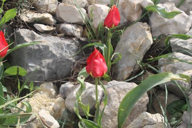 General View, March. This photo is available under the Creative Commons CC-BY-NC 4.0 License.