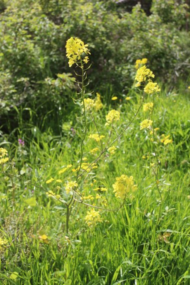 General View, March. This photo is available under the Creative Commons CC-BY-NC 4.0 License.