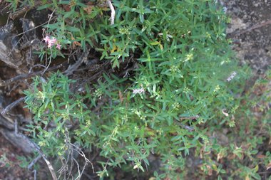 صورة عامة، شهر حزيران. هذه الصورة مرخصة تحت المشاع الاٍبداعي نسب المصنف - غير تجاري 4.0