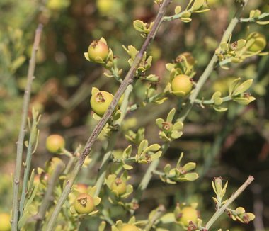 الثمار، شهر حزيران. هذه الصورة مرخصة تحت المشاع الاٍبداعي نسب المصنف - غير تجاري 4.0