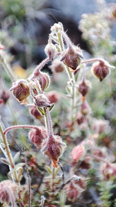 نسب المصنف - غير تجاري 4.0 دولي (CC BY-NC 4.0)- i naturalist.