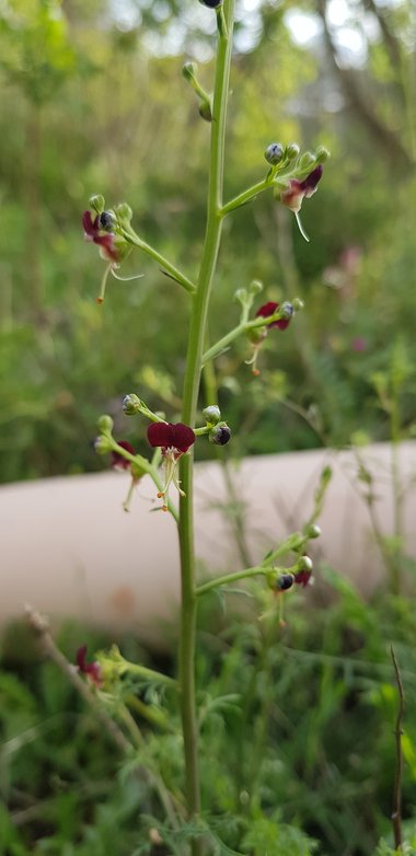 الأزهار، شهر نيسان. هذه الصورة مرخصة تحت المشاع الاٍبداعي نسب المصنف - غير تجاري 4.0