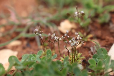 الأزهار والأوراق، شهر شباط. هذه الصورة مرخصة تحت المشاع الاٍبداعي نسب المصنف - غير تجاري 4.0