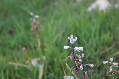 Flowers, March. This photo is available under the Creative Commons CC-BY-NC 4.0.