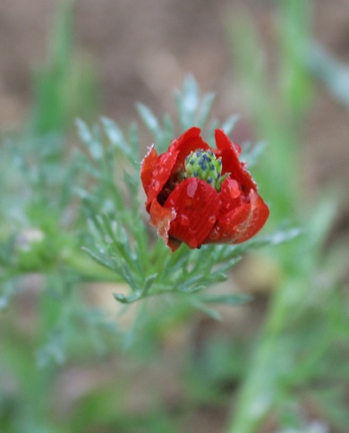 Via inaturalist. Licensed under Attribution-NonCommercial 4.0.International.