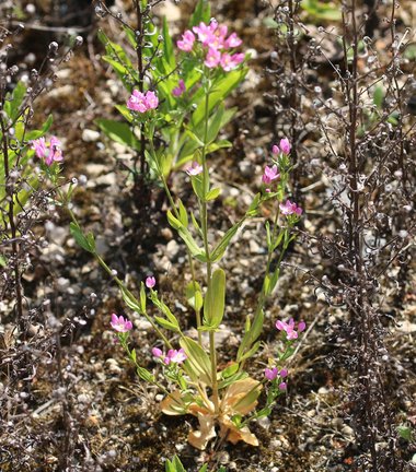 نسب المصنف - غير تجاري 4.0 دولي (CC BY-NC 4.0)- i naturalist.
