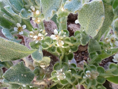 Via inaturalist. Licensed under Attribution-NonCommercial 4.0.International.