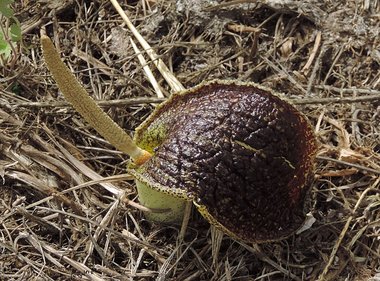 ويكيداتا. مرخص بموجب رخصة المشاع الإبداعي نسبة المصنف إِلى مؤلفه - المشاركة بالمثل 3.0 العامة.