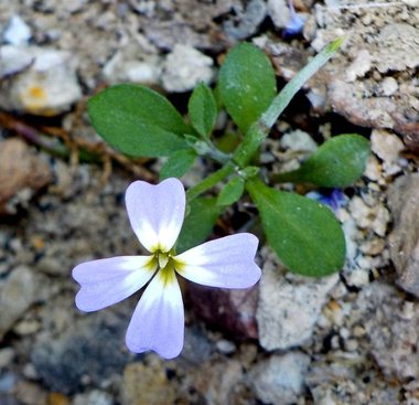 نسب المصنف - غير تجاري 4.0 دولي (CC BY-NC 4.0)- i naturalist.