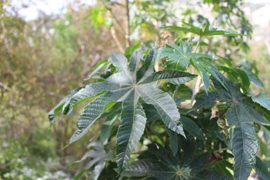 الأوراق، شهر نيسان. هذه الصورة مرخصة تحت المشاع الاٍبداعي نسب المصنف - غير تجاري 4.0