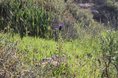 General View, April. This photo is available under the Creative Commons CC-BY-NC 4.0 License.