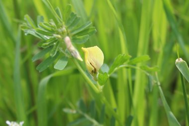 الأزهار، شهر نيسان. هذه الصورة مرخصة تحت المشاع الاٍبداعي نسب المصنف - غير تجاري 4.0