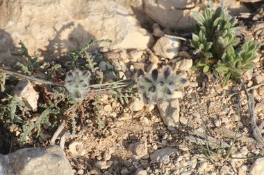 نسب المصنف - غير تجاري 4.0 دولي (CC BY-NC 4.0)- i naturalist.