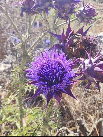 Flowers, July. This photo is available under the Creative Commons CC-BY-NC 4.0 License.