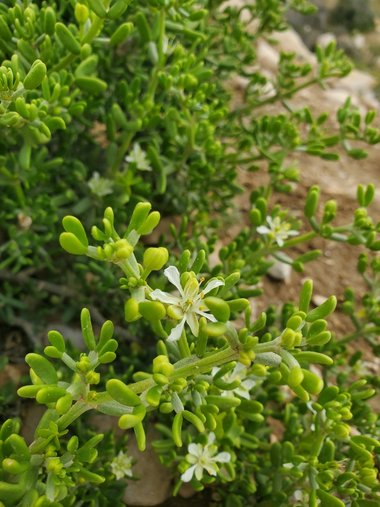 نسب المصنف - غير تجاري 4.0 دولي (CC BY-NC 4.0)- i naturalist.