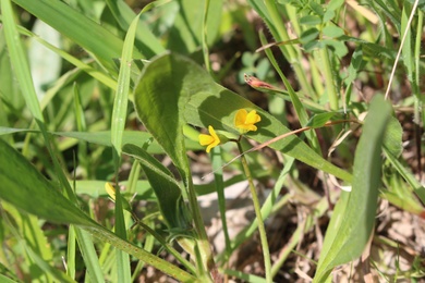 Flowers & Leaves, March. This photo is available under the Creative Commons CC-BY-NC 4.0 License.