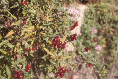 الثمار، شهر تموز. هذه الصورة مرخصة تحت المشاع الإبداعي نسب المصنف - غير تجاري 4.0