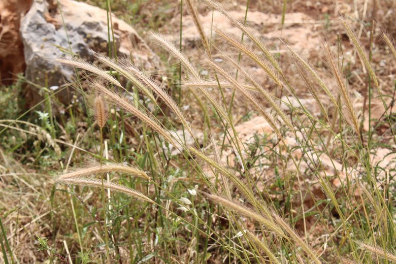 الساق و البذور، شهر أيار. هذه الصورة مرخصة تحت المشاع الإبداعي نسب المصنف - غير تجاري 4.0