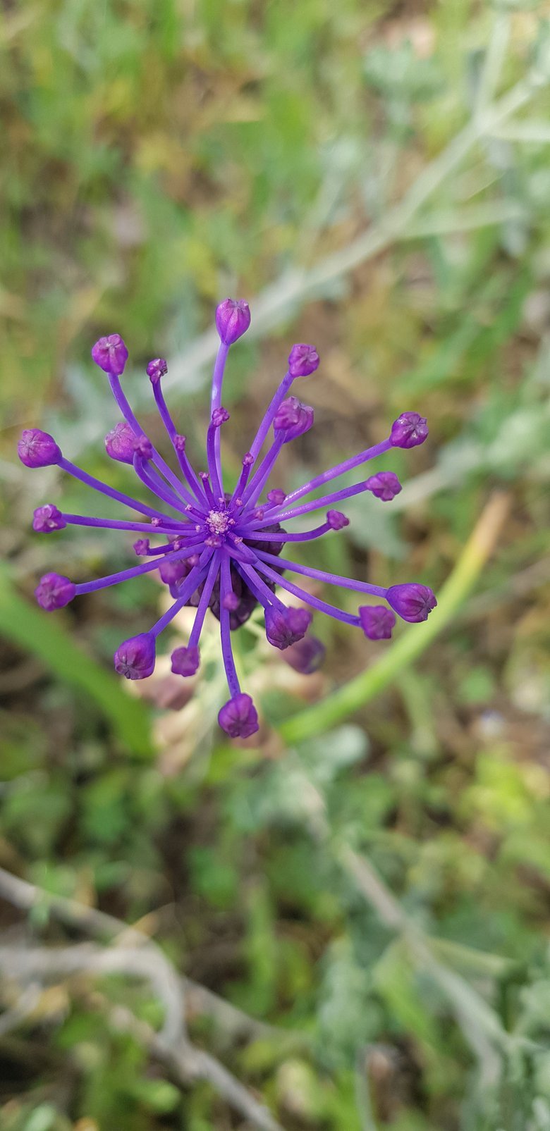 الزهرة، شهر نيسان. هذه الصورة مرخصة تحت المشاع الإبداعي نسب المصنف - غير تجاري 4.0