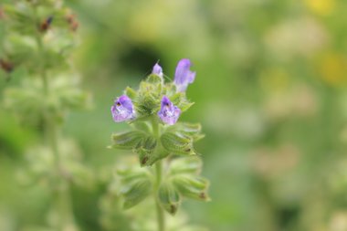 الأزهار، شهر نيسان. هذه الصورة مرخصة تحت المشاع الاٍبداعي نسب المصنف - غير تجاري 4.0