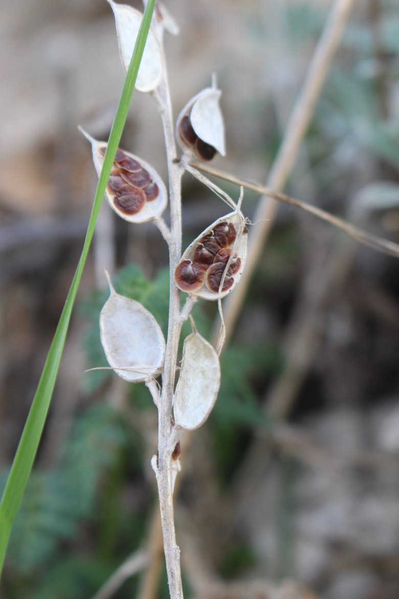 البذور، شهر شباط. هذه الصورة مرخصة تحت المشاع الاٍبداعي نسب المصنف - غير تجاري 4.0