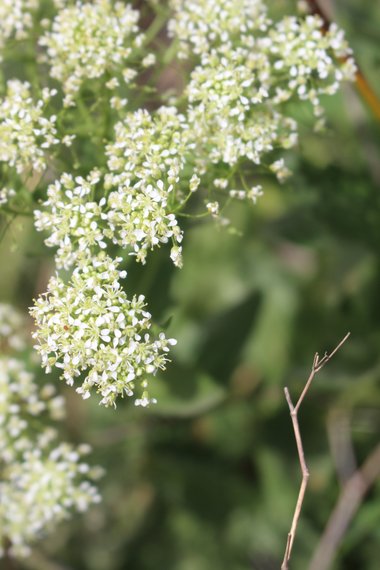 الأزهار، شهر نيسان. هذه الصورة مرخصة تحت المشاع الاٍبداعي نسب المصنف - غير تجاري 4.0