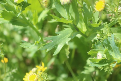 Leaves, March. This photo is available under the Creative Commons CC-BY-NC 4.0 License.