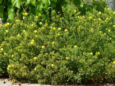 Via inaturalist. Licensed under Attribution-NonCommercial 4.0.International.