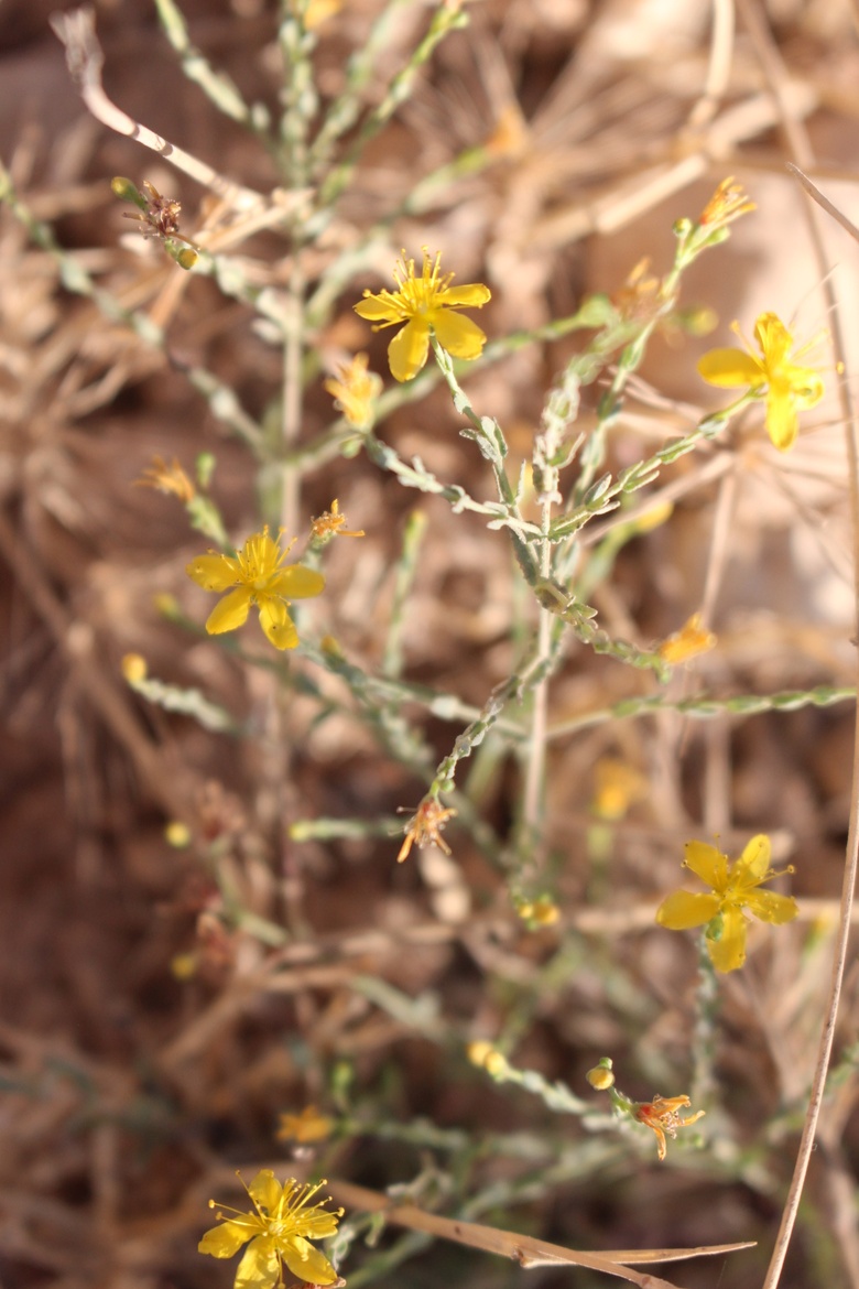 Flowers & Leaves, July. This photo is available under the Creative Commons CC-BY-NC 4.0 License.