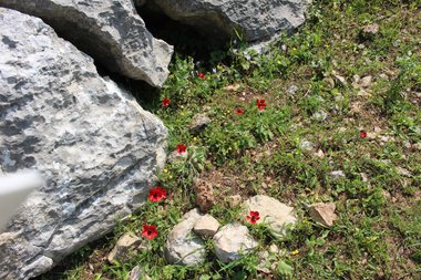 صورة عامة، شهر آذار. هذه الصورة مرخصة تحت المشاع الإبداعي نسب المصنف - غير تجاري 4.0