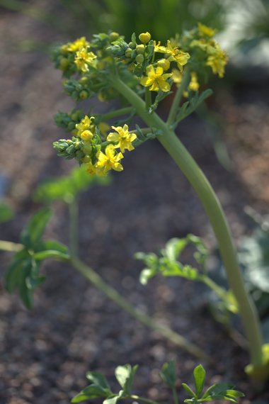 ويكيداتا. مرخص بموجب رخصة المشاع الإبداعي نسبة المصنف إِلى مؤلفه - المشاركة بالمثل 3.0 العامة.