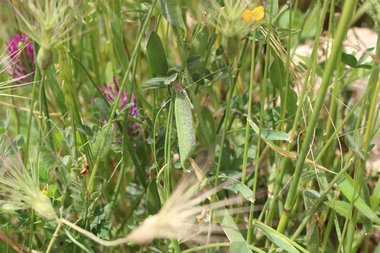 القرون و الأوراق، شهر نيسان. هذه الصورة مرخصة تحت المشاع الاٍبداعي نسب المصنف - غير تجاري 4.0