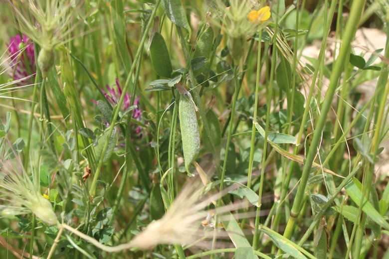 القرون و الأوراق، شهر نيسان. هذه الصورة مرخصة تحت المشاع الاٍبداعي نسب المصنف - غير تجاري 4.0
