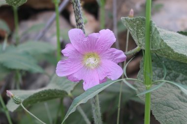 الزهرة، شهر نيسان. هذه الصورة مرخصة تحت المشاع الإبداعي نسب المصنف - غير تجاري 4.0