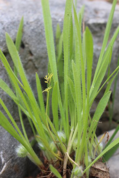 الأوراق، شهر آذار. هذه الصورة مرخصة تحت المشاع الاٍبداعي نسب المصنف - غير تجاري 4.0