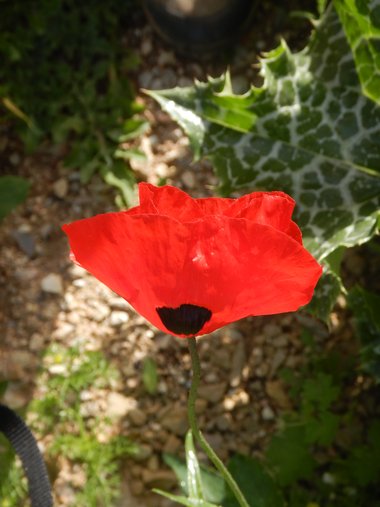 الأزهار، شهر نيسان. هذه الصورة مرخصة تحت المشاع الاٍبداعي نسب المصنف - غير تجاري 4.0