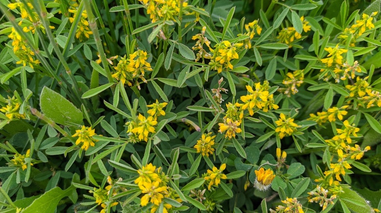 Via inaturalist. Licensed under Attribution-NonCommercial 4.0.International.