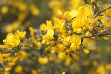 الأزهار، شهر آذار. هذه الصورة مرخصة تحت المشاع الاٍبداعي نسب المصنف - غير تجاري 4.0