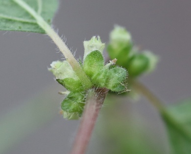 Via inaturalist. Licensed under Attribution-NonCommercial 4.0.International.