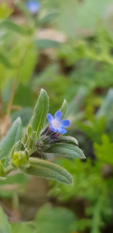 Via inaturalist. Licensed under Attribution-NonCommercial 4.0.International.