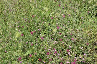 General View , April. This photo is available under the Creative Commons CC-BY-NC 4.0.