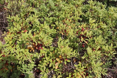 General View, November. This photo is available under the Creative Commons CC-BY-NC 4.0.